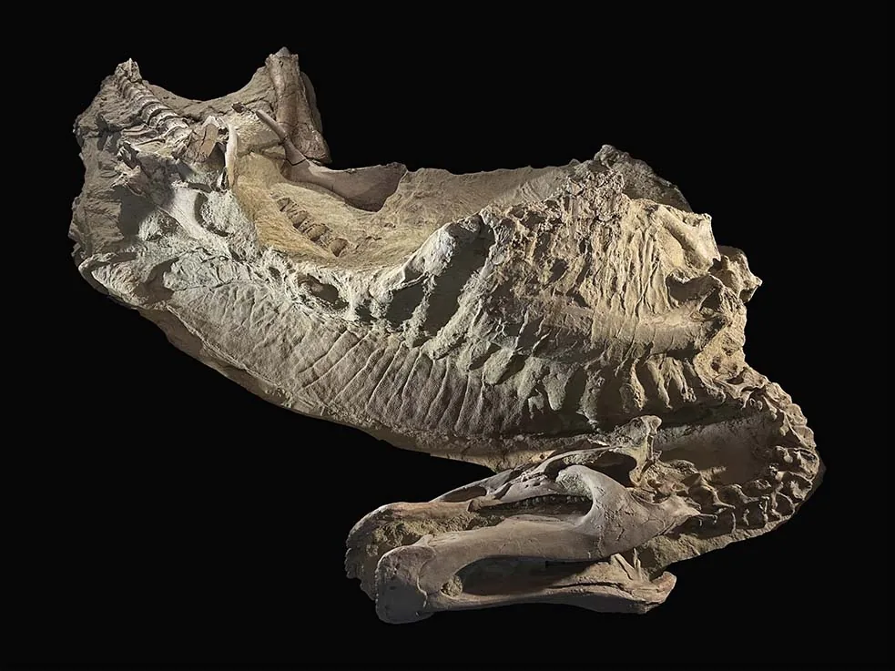 New Wyoming “Dinosaur Mummies” Reveal Unexpected Skin, Hooves and Preservation Pathway